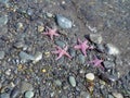 Pink starfish on stony beach