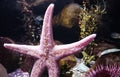 Pink Starfish