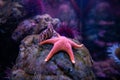 Pink starfish underwater in Seattle aquarium. Underwater sea water environment Royalty Free Stock Photo