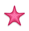 Pink starfish on white background Royalty Free Stock Photo