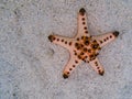 Pink starfish on white sand in sea water. Orange pillow starfish banner template. Seashore underwater animal Royalty Free Stock Photo
