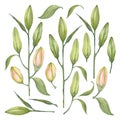 Pink Stargazer Lilies. Set of lily buds. Watercolor flowers. Illustration