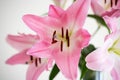 Pink Stargazer lily flowers blooming. Close up studio shot, shallow depth of field, no people Royalty Free Stock Photo