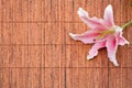 Pink stargazer lily (Lilium Stargazer) arrangement Royalty Free Stock Photo