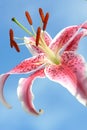 Pink stargazer oriental lily Royalty Free Stock Photo