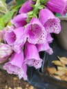 Pink Stem of Foxgloves