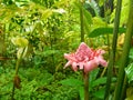 Pink stem ginger in Barbados