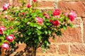 Pink stem roses in front of stone wall