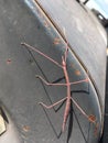 A pink stick bug on the my welder in New Mexico Royalty Free Stock Photo