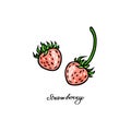 Pink Strawberry. Two color berries. Vector illustration on a white background.