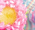 Pink Strawflower with Colorful Background Royalty Free Stock Photo