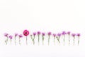 Pink strawflower in a row of purple cornflowers