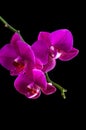 Pink streaked orchid flower on a black background Royalty Free Stock Photo