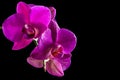 Pink streaked orchid flower on a black background Royalty Free Stock Photo