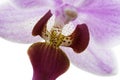 Pink streaked orchid flower, close-up Royalty Free Stock Photo