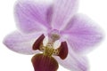 Pink streaked orchid flower, close-up Royalty Free Stock Photo