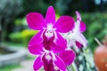 Pink streaked orchid flower Royalty Free Stock Photo