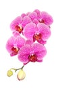 Pink streaked orchid flower, isolated Royalty Free Stock Photo