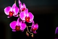 Pink streaked orchid flower Royalty Free Stock Photo