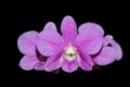 Pink streaked orchid flower Royalty Free Stock Photo