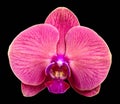 Pink streaked orchid flower, isolated on black background Royalty Free Stock Photo