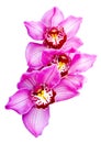 Pink streaked orchid flower isolated. orchid flower head bouquet Royalty Free Stock Photo