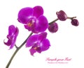 Pink streaked orchid flower Royalty Free Stock Photo