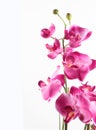 Pink streaked orchid flower Royalty Free Stock Photo