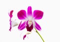 Pink streaked orchid flower, isolated Royalty Free Stock Photo