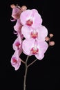 Pink streaked orchid flower (Phalaenopsis) Royalty Free Stock Photo