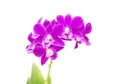 Pink streaked orchid flower Royalty Free Stock Photo