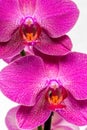 Pink streaked orchid flower on white background Royalty Free Stock Photo