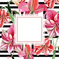 Pink striped amaryllis. Floral botanical flower. Wild spring leaf wildflower frame. Royalty Free Stock Photo