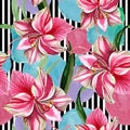 Pink striped amaryllis. Floral botanical flower. Wild spring leaf wildflower pattern. Royalty Free Stock Photo