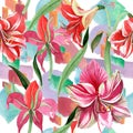 Pink striped amaryllis. Floral botanical flower. Wild spring leaf wildflower pattern. Royalty Free Stock Photo