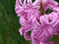 Close up Pink Striped Hyacinth Flowers in Full Bloom Royalty Free Stock Photo