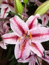 Pink striped lilies