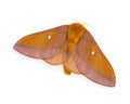 Pink Striped Oakworm Moth Royalty Free Stock Photo