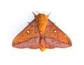 Pink Striped Oakworm Moth on a White Background Royalty Free Stock Photo