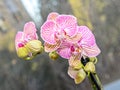 Pink striped orchid branch phal flowers, green buds, window background Royalty Free Stock Photo