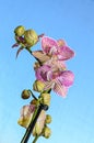 Pink striped orchid branch phal flowers, green buds, window background. Royalty Free Stock Photo