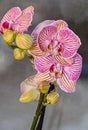 Pink striped orchid branch phal flowers, green buds, window background Royalty Free Stock Photo