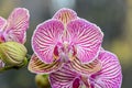 Pink striped orchid branch phal flowers, green buds, window background Royalty Free Stock Photo