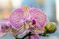 Pink striped orchid branch phal flowers, green buds, window background Royalty Free Stock Photo