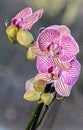 Pink striped orchid branch phal flowers, green buds, window background Royalty Free Stock Photo