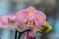 Pink striped orchid branch phal flowers, green buds, window background Royalty Free Stock Photo