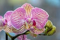 Pink striped orchid branch phal flowers, green buds, window background Royalty Free Stock Photo