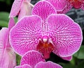 Pink Striped And Speckled Phalaenopsis In Bloom