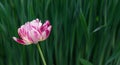 Pink striped tulip flower on a natural green background. Hybrid terry tulip with pink and white petals. Beautiful summer Royalty Free Stock Photo