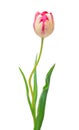 Pink striped tulip on a long stalk stem Royalty Free Stock Photo